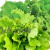 Miracle-Gro AeroGarden Heirloom Salad Greens 3-Pod Seed Pod Kit   553261492